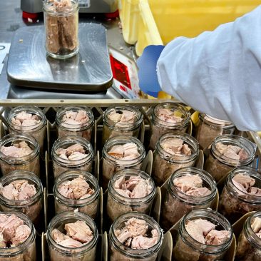 Hand packed tuna into jars