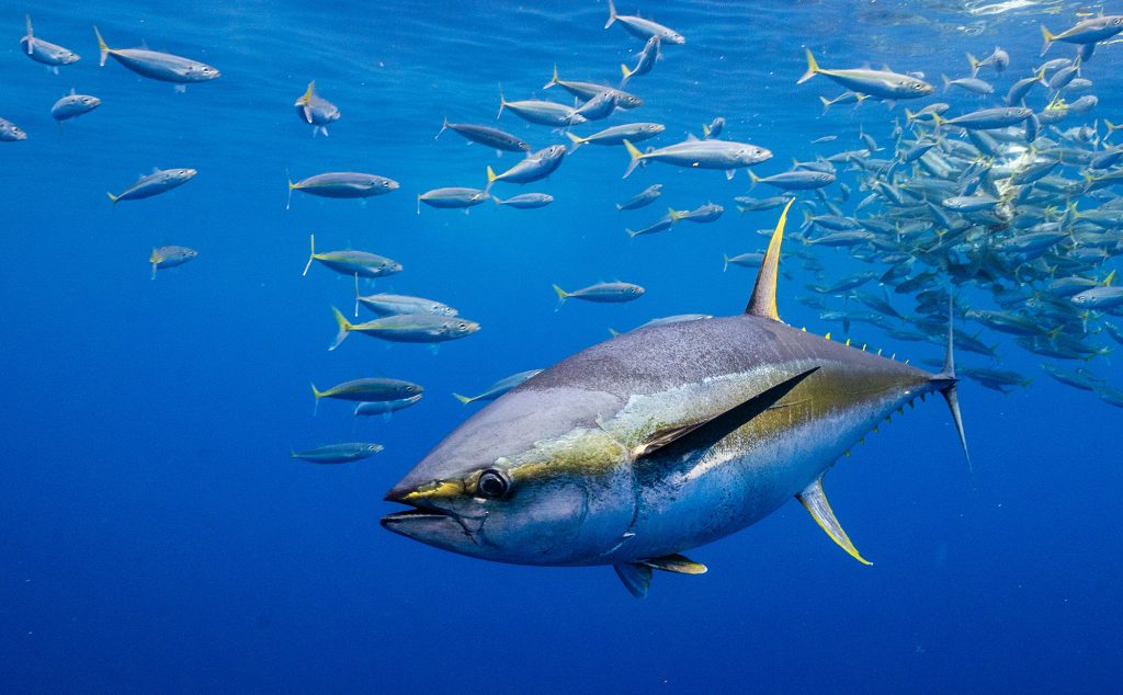 How Sustainable Fishing Methods Preserve Tuna Populations for Future Generations