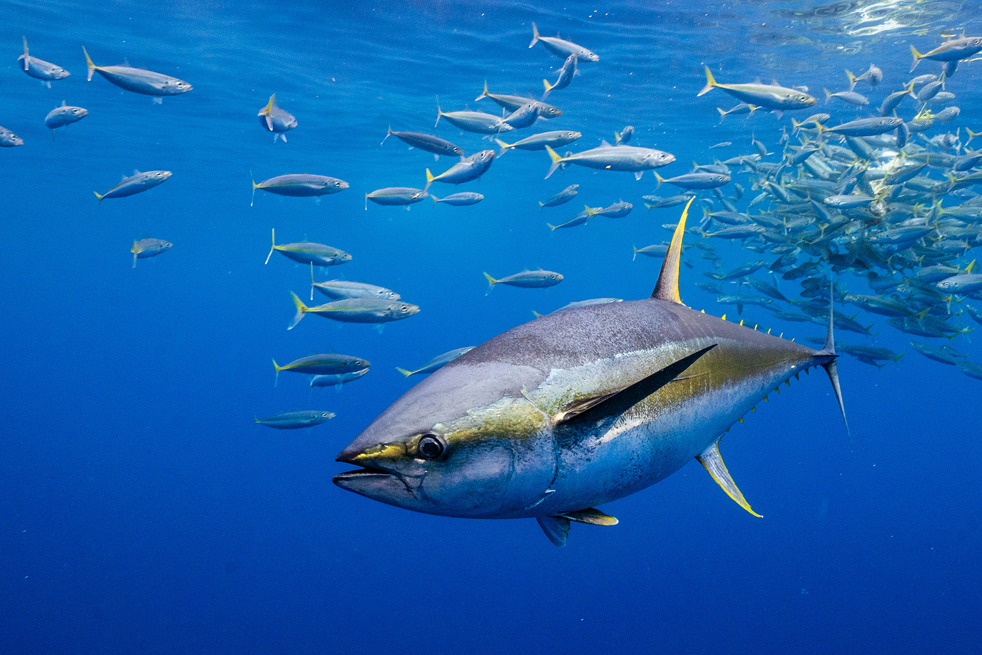 How Sustainable Fishing Methods Preserve Tuna Populations for Future Generations